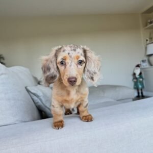 Bella, female Dachshund puppy