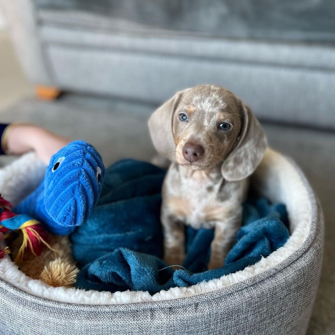 Male Puppy – Bruce