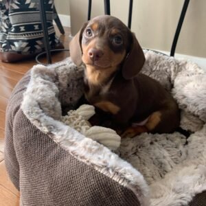 Male Puppy – Bryan