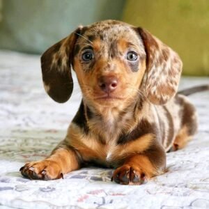 Denzel, male Dachshund puppy