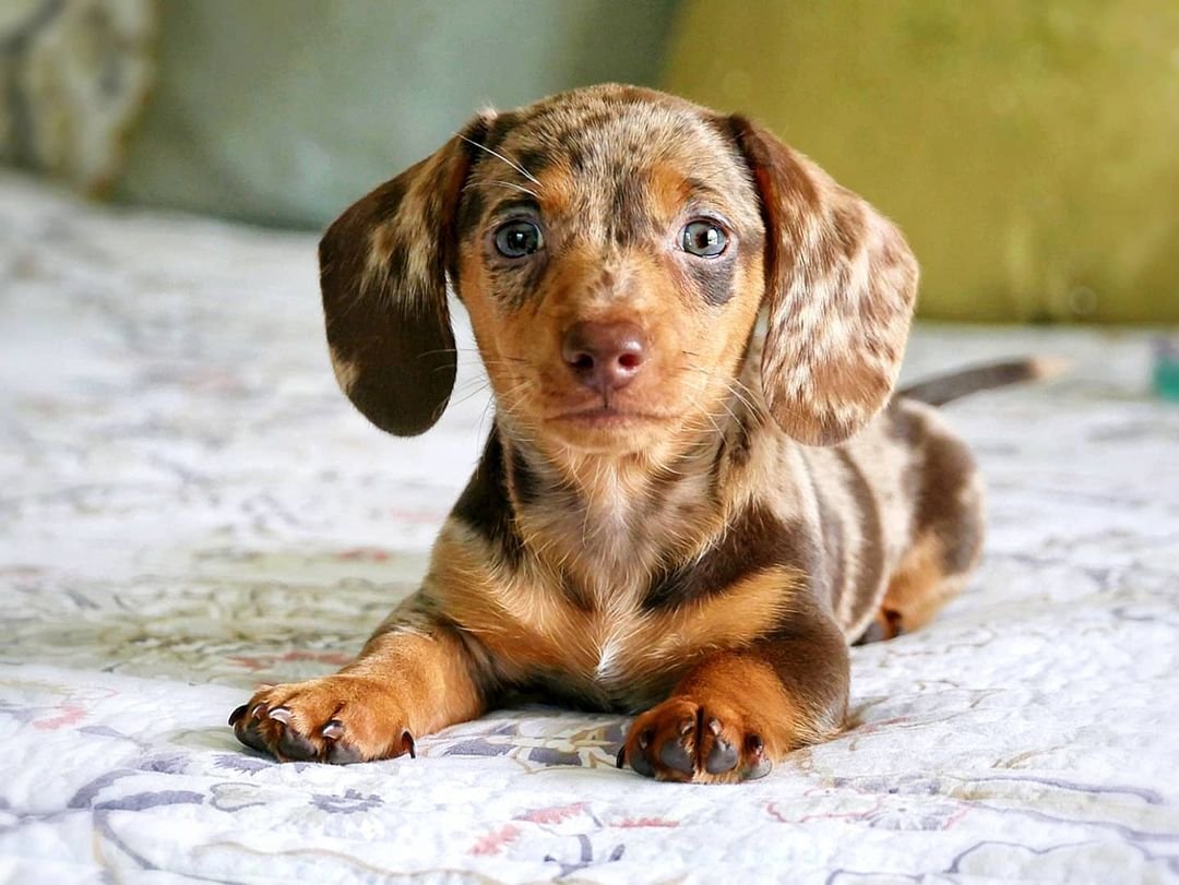 Denzel, male Dachshund puppy
