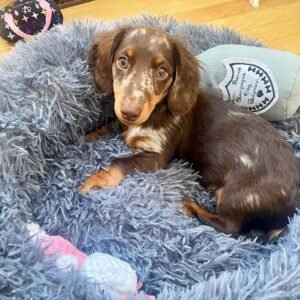 Female Puppy – Gina