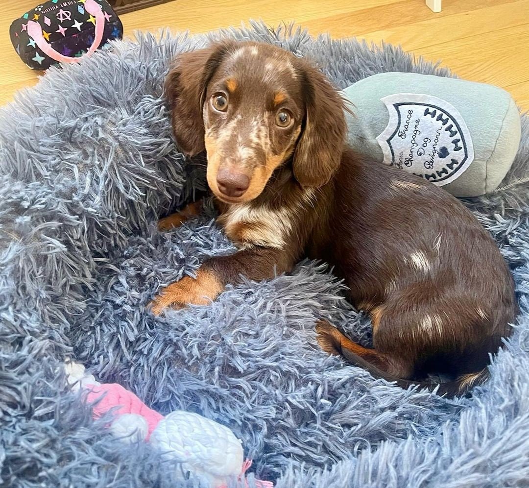 Female Puppy – Gina