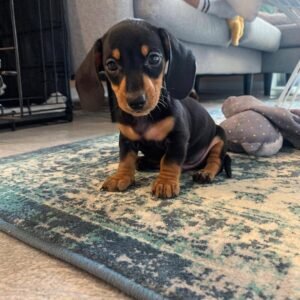 Harry, male Dachshund puppy