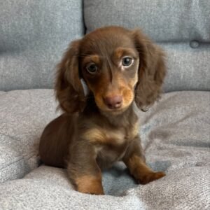 Mabel, female Dachshund puppy
