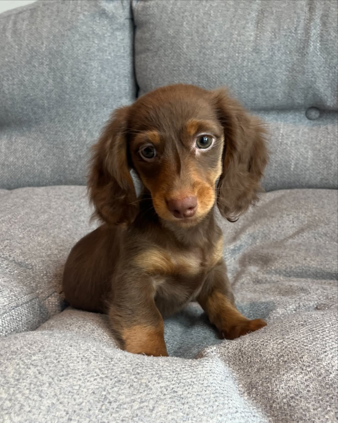 Mabel, female Dachshund puppy