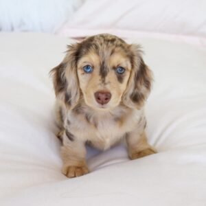 Female Puppy – Maya