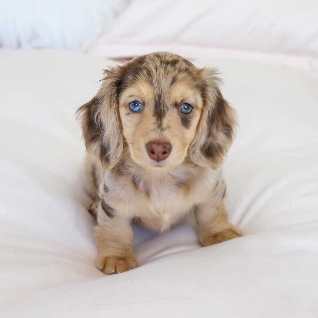 Female Puppy – Maya