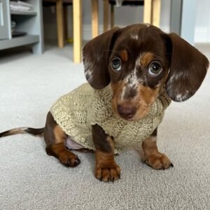 Female Puppy – Olive