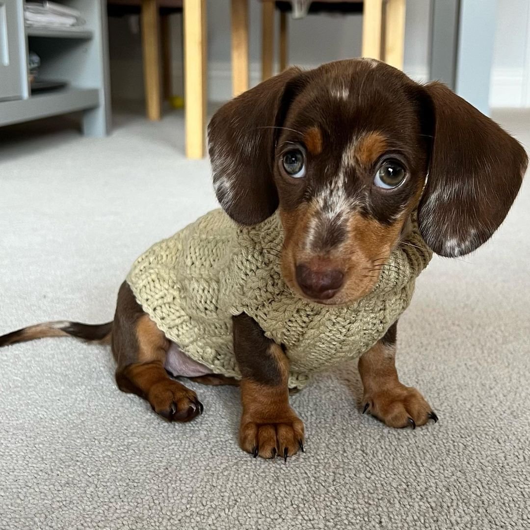 Female Puppy – Olive