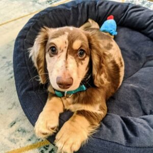 Male Puppy – Oliver