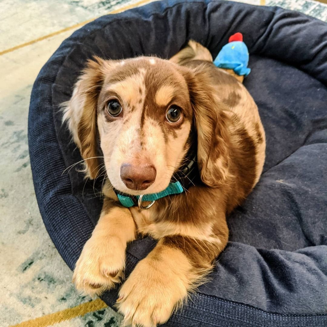 Male Puppy – Oliver