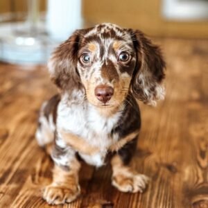 Rex, male dachshund puppy