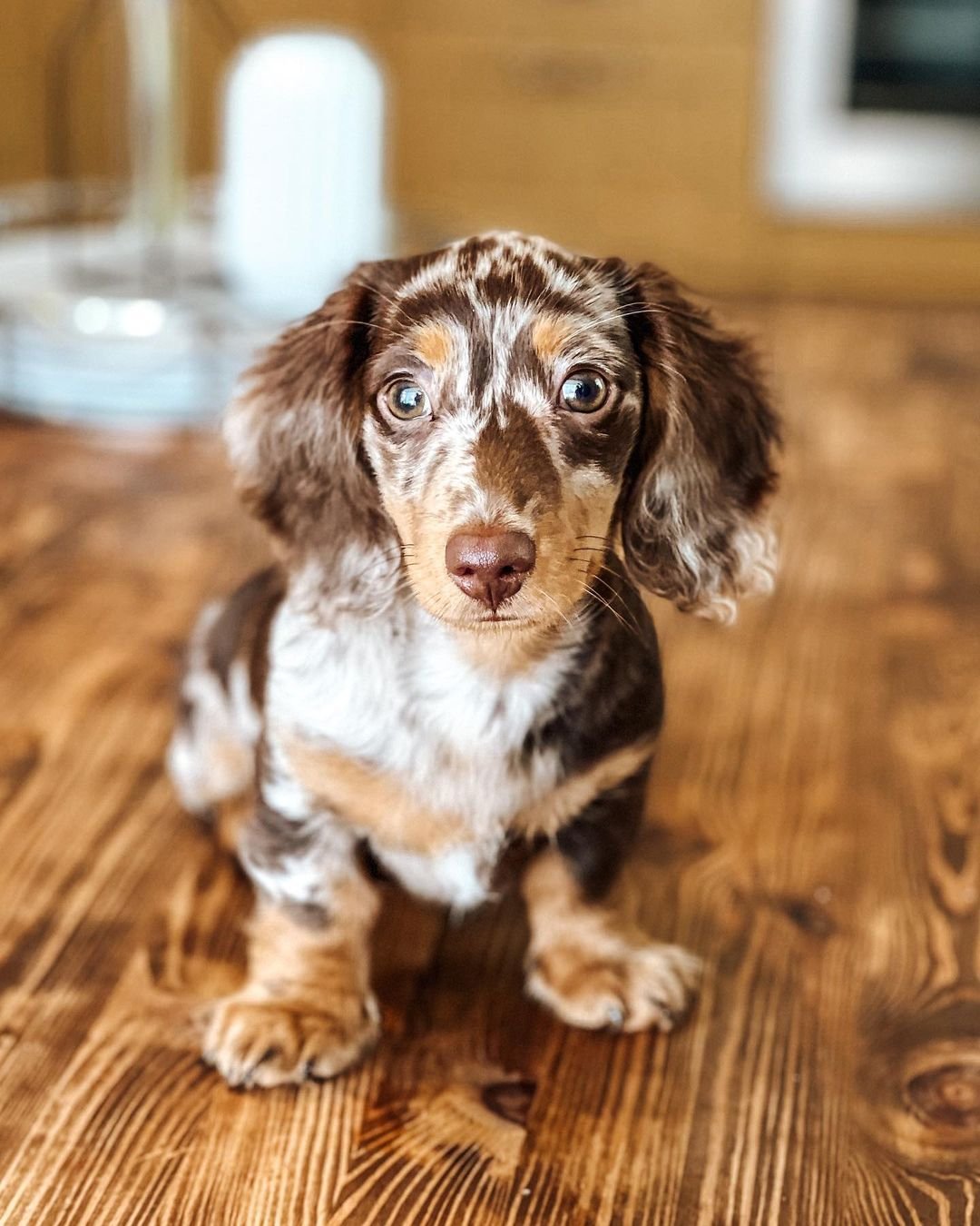 Rex, male dachshund puppy