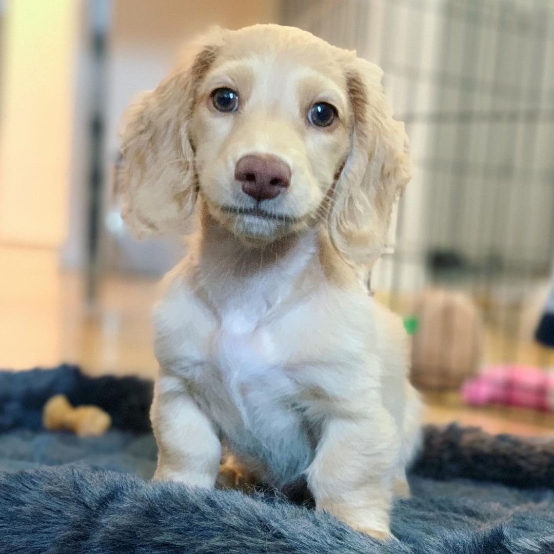 Tasha, female dachshund puppy