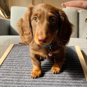 Winnie, female dachshund puppy
