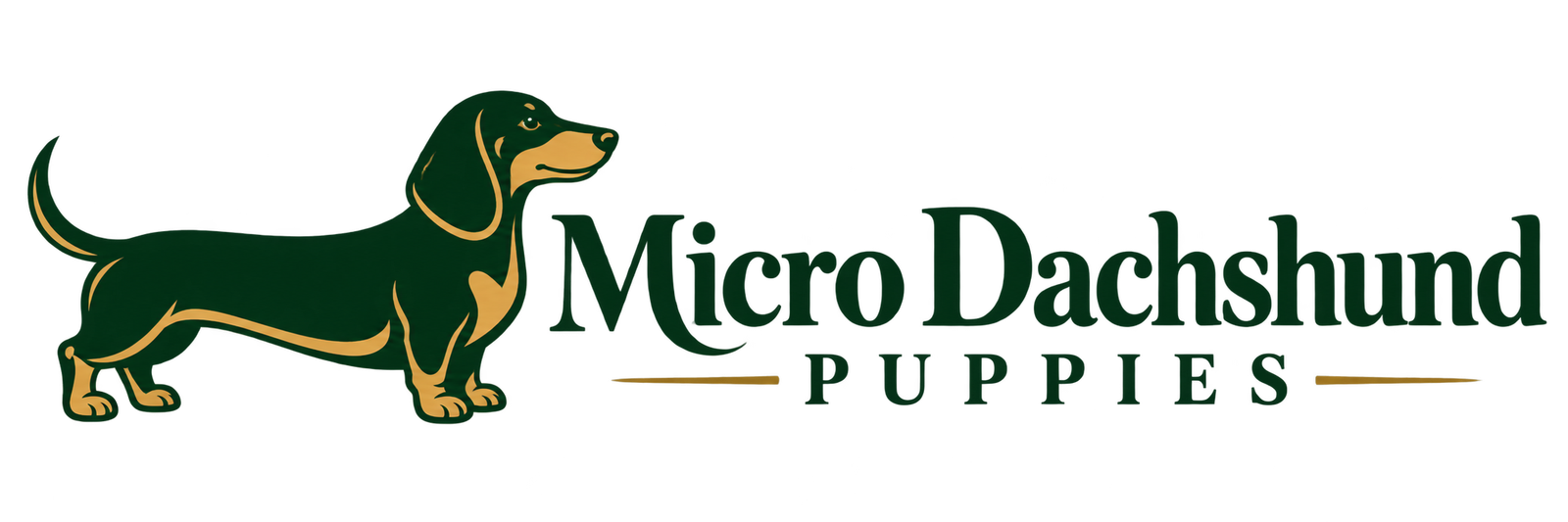 Micro Dachshund Puppies